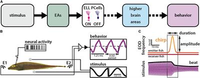 Neural Synchrony Gives Rise to Amplitude- and Duration-Invariant Encoding Consistent With Perception of Natural Communication Stimuli